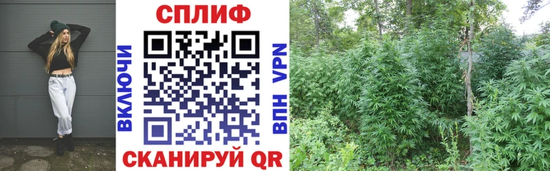 Марихуана планчик  где можно купить наркотик  Олёкминск 